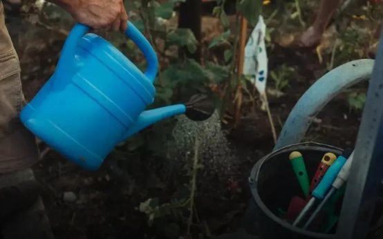 Gardening 101: Start Growing Your Own Plants Today