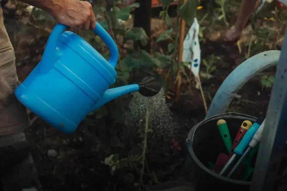 Gardening 101: Start Growing Your Own Plants Today