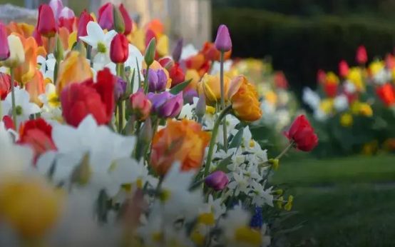 How to Choose the Right Plants for Your Home Garden