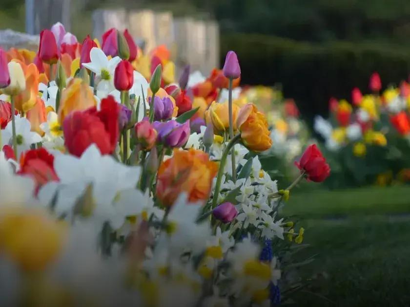 How to Choose the Right Plants for Your Home Garden
