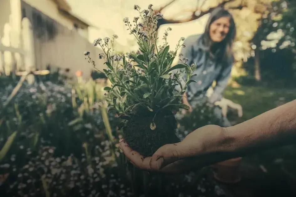 How to Identify Your Soil Type