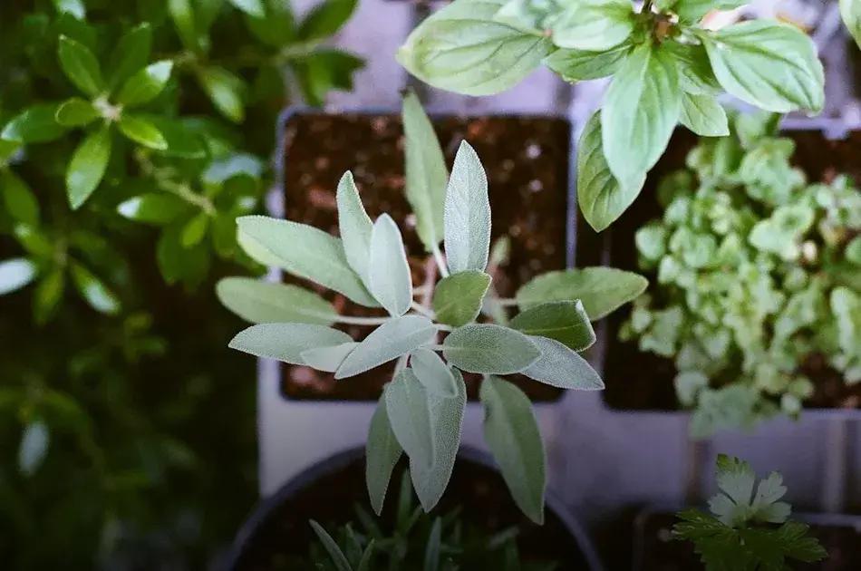 Perennials vs. Annuals: Best Picks