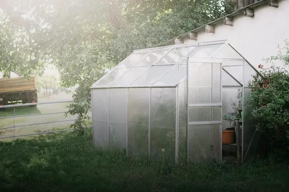 Signs of Underwatering and Overwatering