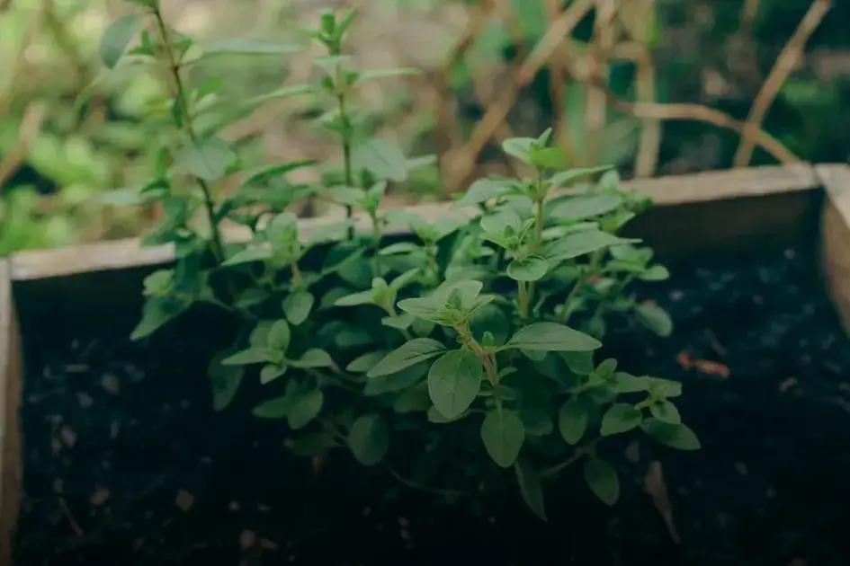 The Importance of Proper Soil Preparation