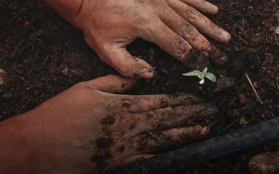 Understanding Soil Types: Boost and Improve Their Quality