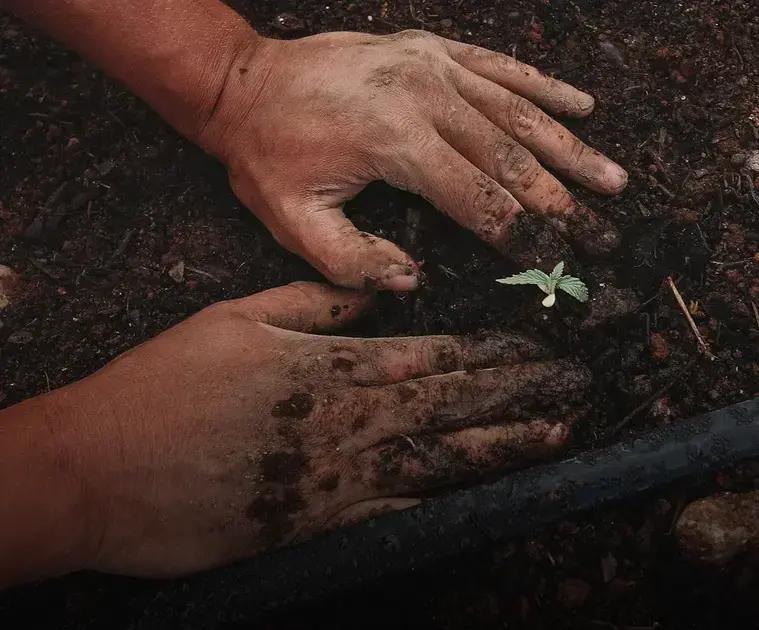 Understanding Soil Types: Boost and Improve Their Quality