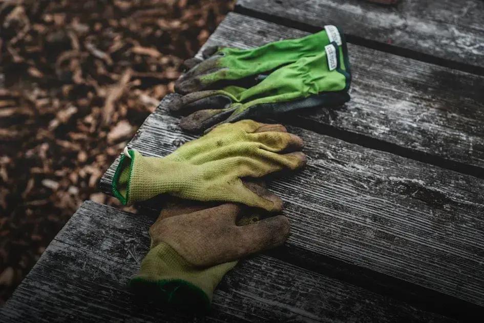 Watering Techniques for Beginners